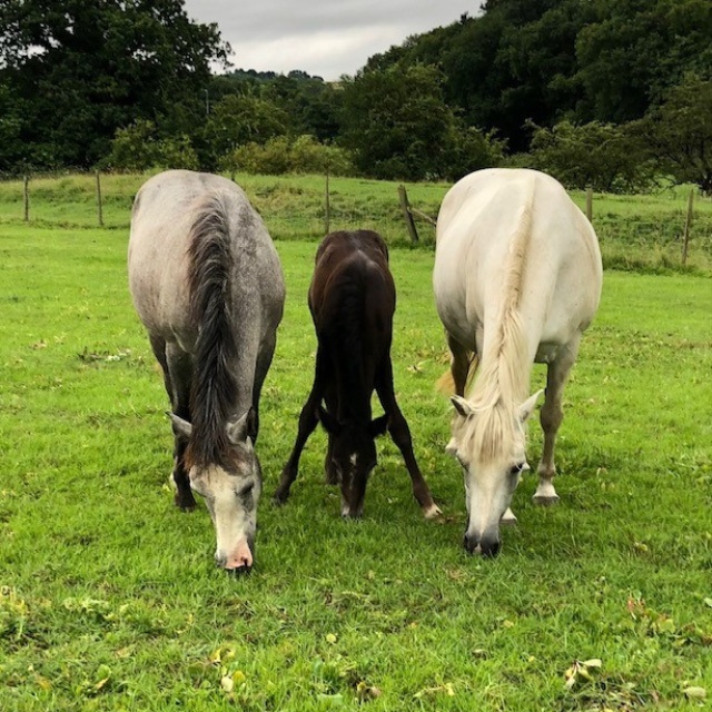 Pauline's 3 horses standing together and eating grass - there's a grey one, small brown one and a white one.