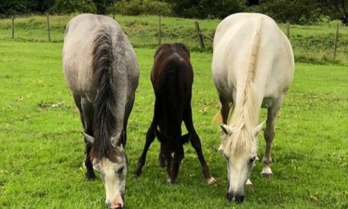 Pauline's 3 horses standing together and eating grass - there's a grey one, small brown one and a white one.